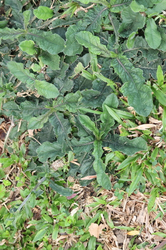 Elephantopus scaber, photograph 6
