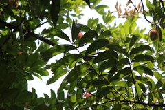 Orthotomus sepium