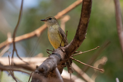 Microeca flavigaster