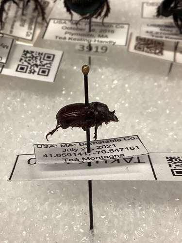 Small Black Dung Beetle photo 3