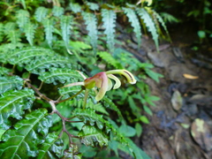 Burmeistera pterifolia