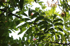 Orthotomus sepium