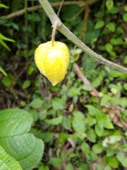 Physalis peruviana