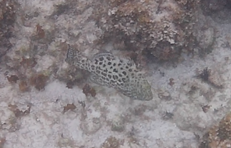 Photo of Yellowfin grouper (Mycteroperca venenosa)