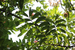 Orthotomus sepium