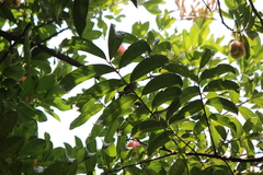 Orthotomus sepium