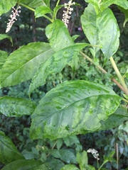 Pokeweed mosaic virus