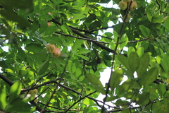 Aegithina tiphia