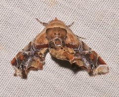 Eutelia furcata