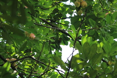 Aegithina tiphia
