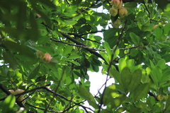 Aegithina tiphia