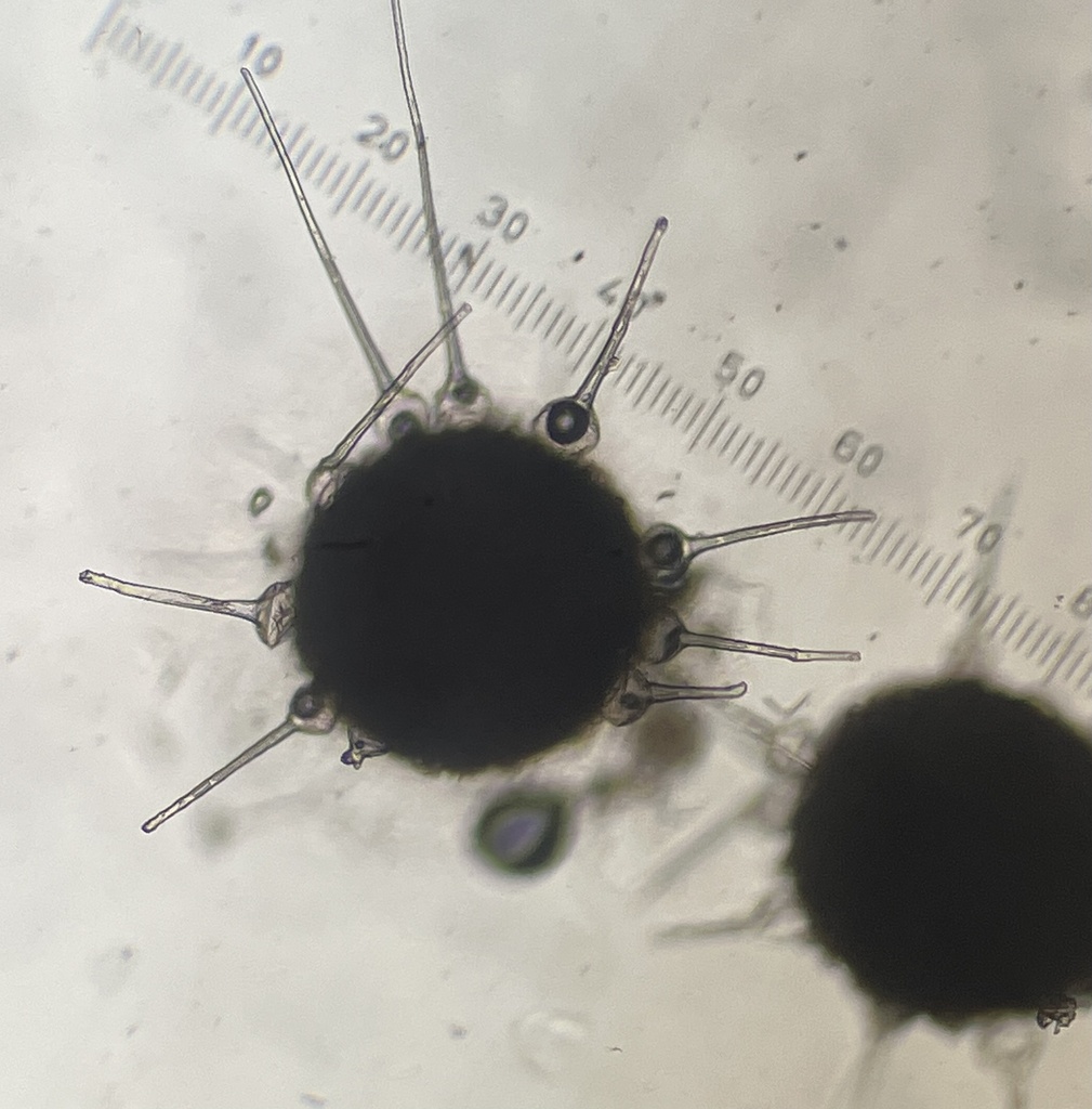 Phyllactinia fraxini