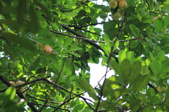 Aegithina tiphia