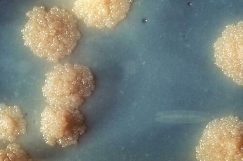 Mycobacterium smegmatis