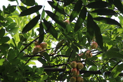 Aegithina tiphia
