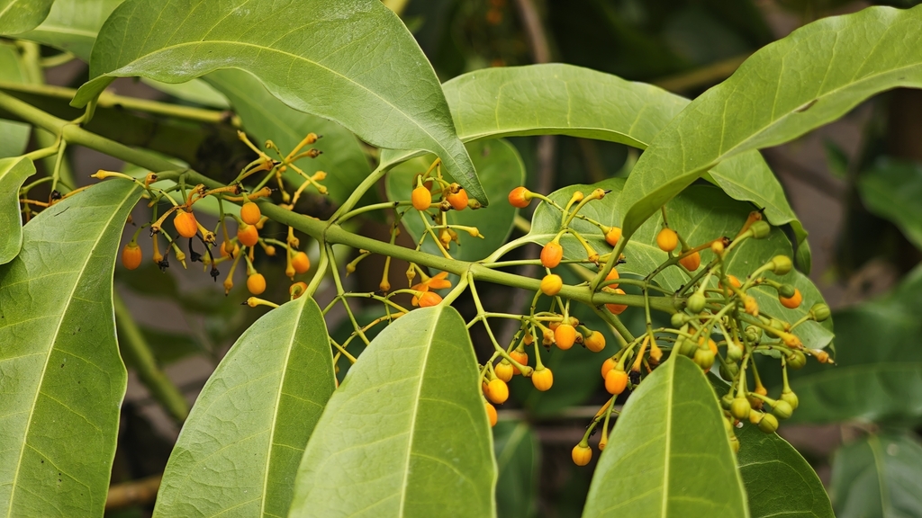 Cyclea polypetala (Cyclea polypetala)