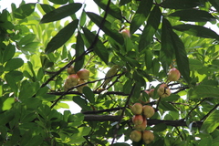 Aegithina tiphia