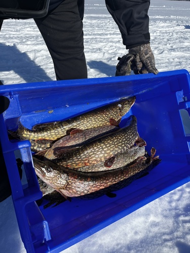 Northern Pike