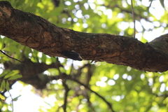 Sitta frontalis velata