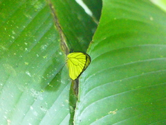 Leptophobia
