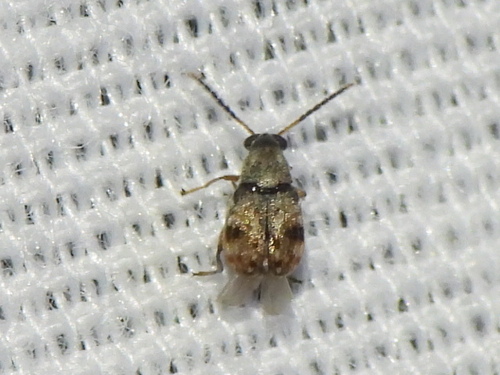 Acanthoscelides prosopoides