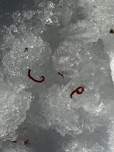 Chironomus Group
