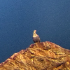 Tetraogallus himalayensis