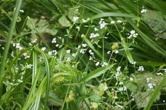 Galium obtusum