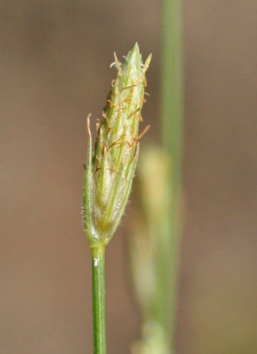 Fimbristylis adjuncta