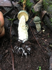 Austroboletus neotropicalis