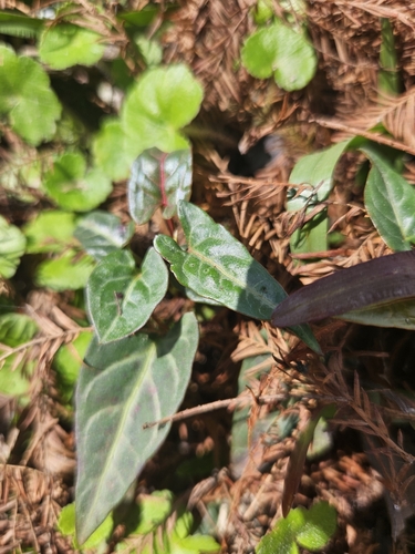 Image of Tuber Fleeceflower (Reynoutria multiflora) by no rights reserved
