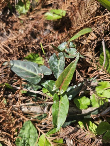 Image of Tuber Fleeceflower (Reynoutria multiflora) by no rights reserved