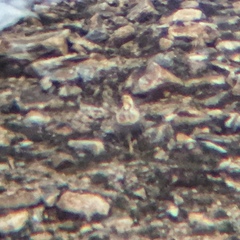 Tetraogallus himalayensis