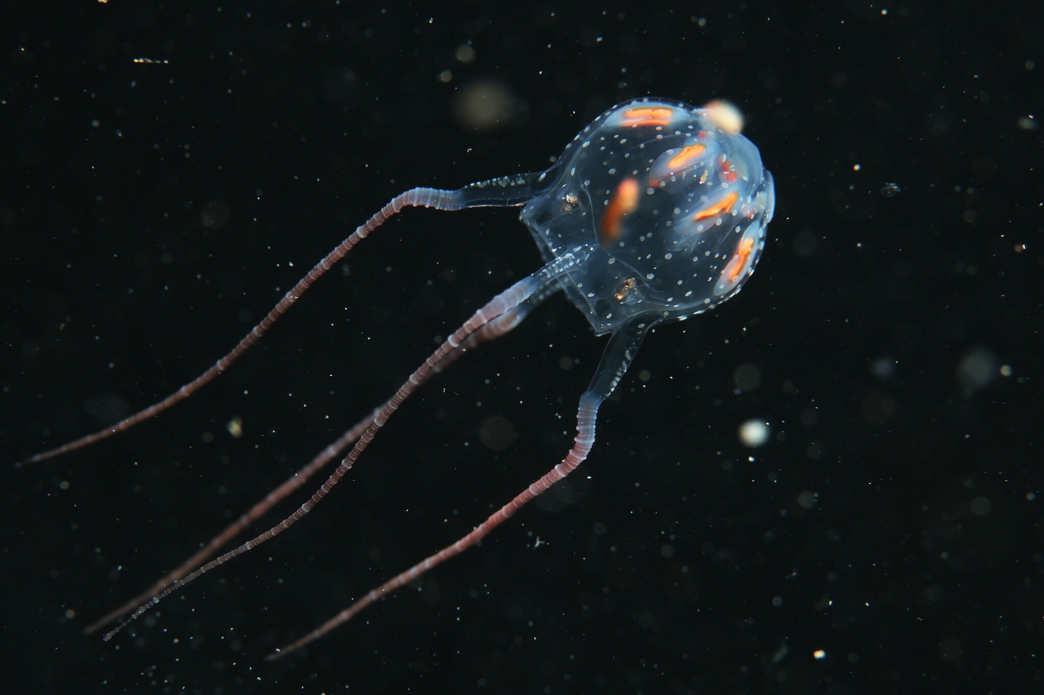 Copula sivickisi (Stiasny, 1926)