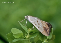 Evergestis extimalis