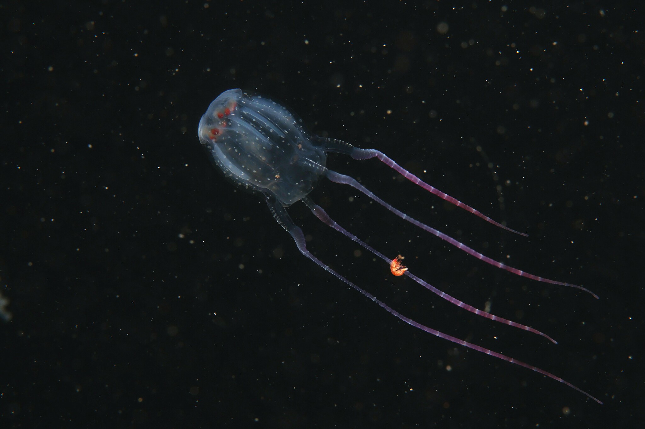 Copula sivickisi (Stiasny, 1926)