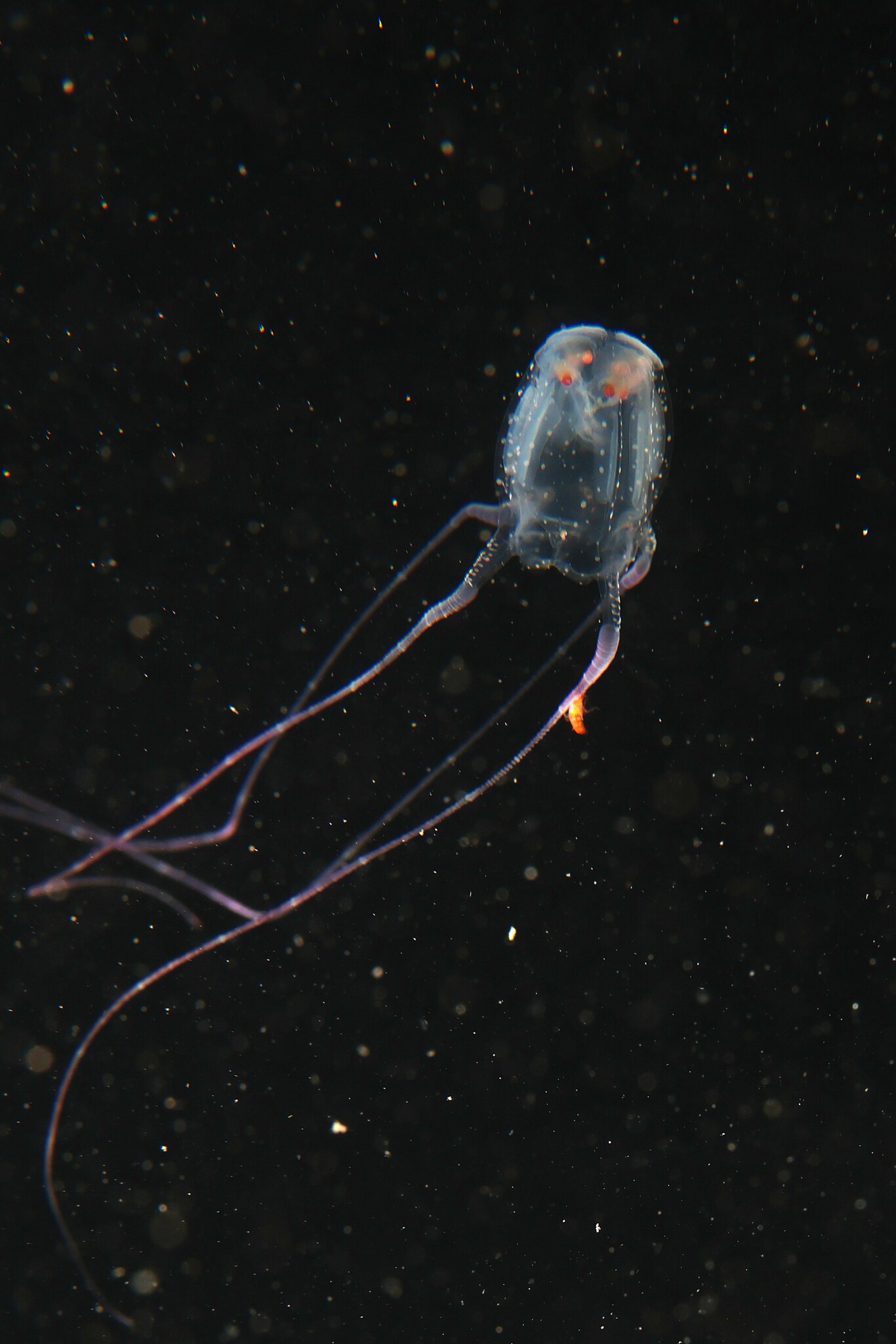 Copula sivickisi (Stiasny, 1926)