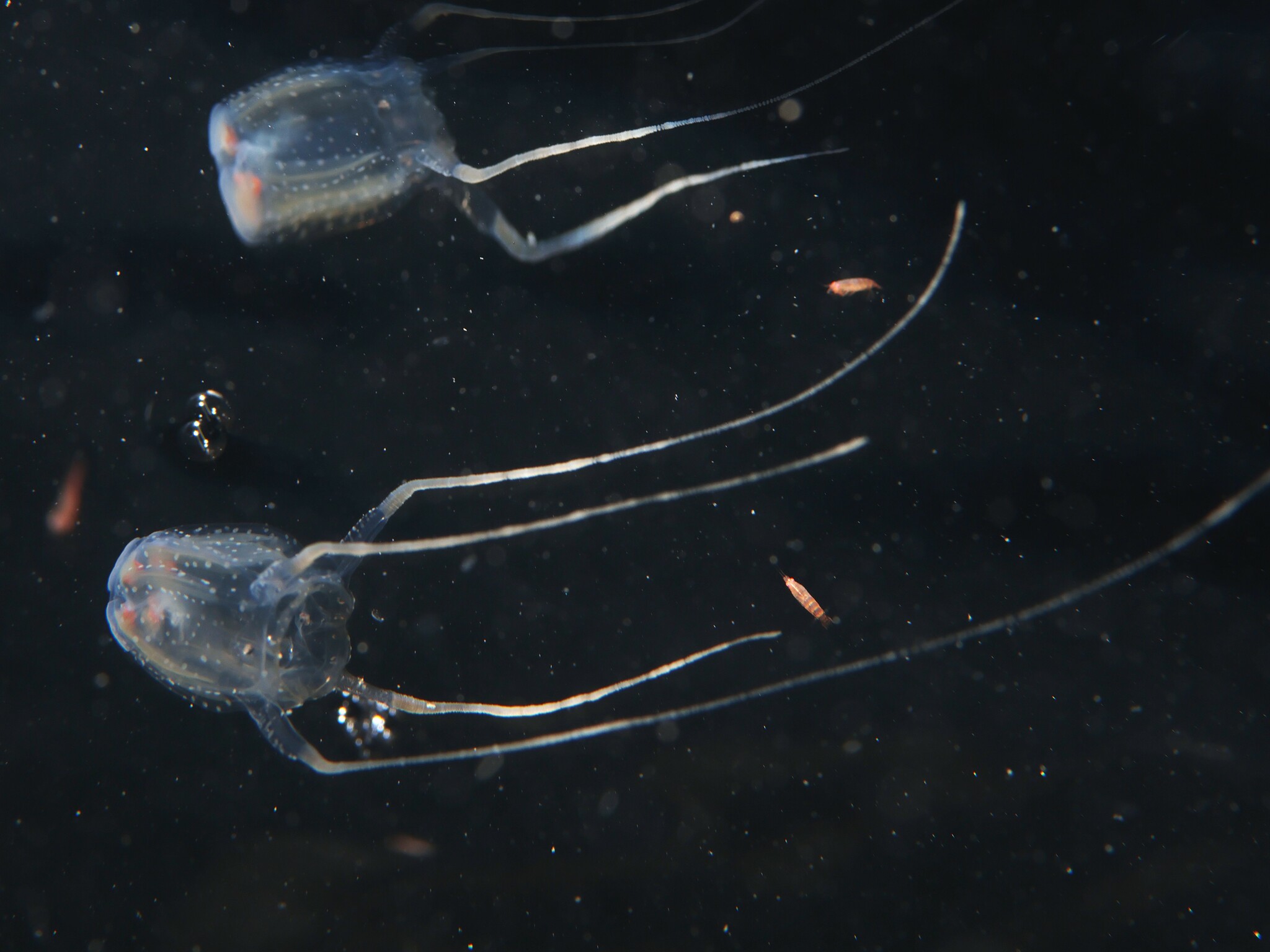 Copula sivickisi (Stiasny, 1926)