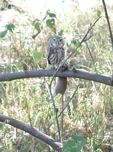 Pearl-spotted Owlet illustration