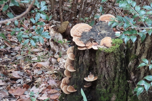 Fomitopsis dickinsii