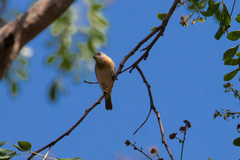 Conopophila albogularis