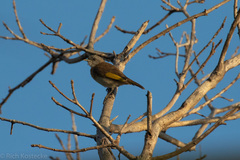 Conopophila rufogularis