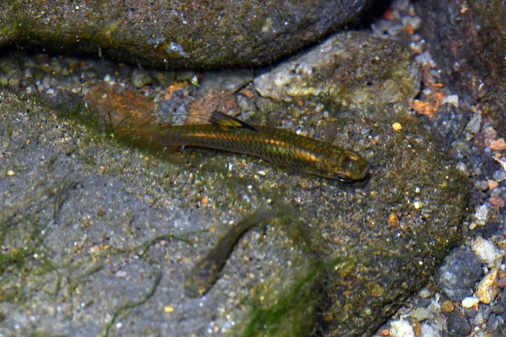 Shortfin Molly