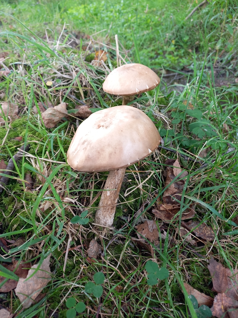 Leccinum scabrum · March 2025 · photo: © meurkc (iNaturalist, cc-by)