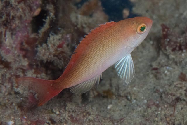 Red-bar Anthias