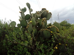 Opuntia huajuapensis