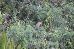 Nycticorax nycticorax nycticorax