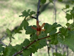 Ribes pinetorum