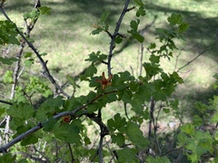 Ribes pinetorum