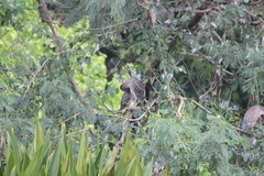 Nycticorax nycticorax nycticorax